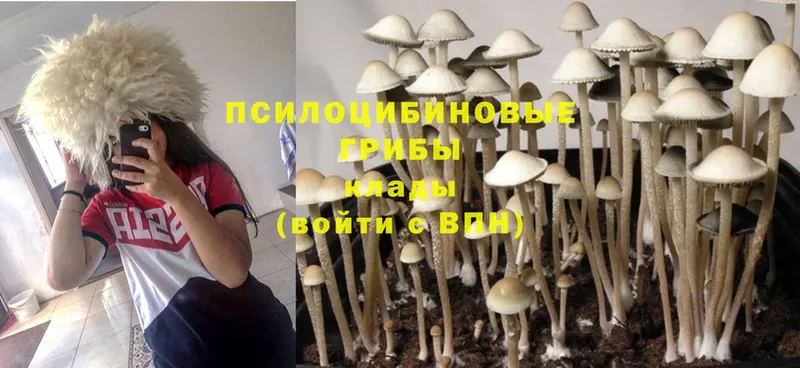 Псилоцибиновые грибы Magic Shrooms Клин